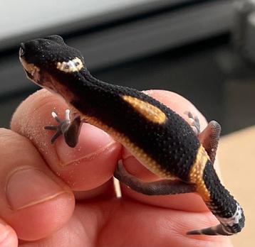 Black night luipaardgekko 0.0.1 beschikbaar voor biedingen