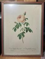 2 Reproductions de Pierre-Joseph REDOUTÉ (1825), Antiek en Kunst, Ophalen