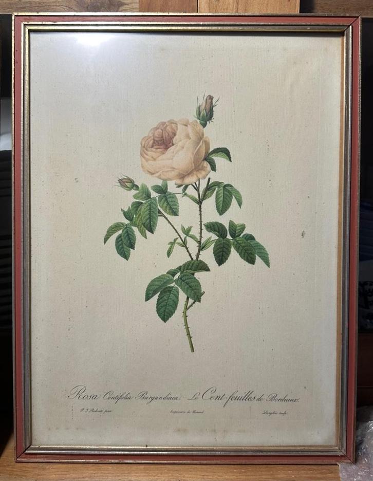 2 Reproductions de Pierre-Joseph REDOUTÉ (1825), Antiek en Kunst, Kunst | Schilderijen | Klassiek, Ophalen