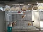 Vogels