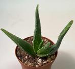 Aloe Vera, Minder dan 100 cm, Verzenden, Vetplant