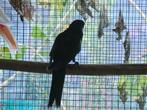 Rosella zwart, Dieren en Toebehoren, Vogels | Parkieten en Papegaaien, Mannelijk, Parkiet, Geringd
