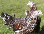 Leghorn Tricolor, Goudpatrijs, Silverhals en Dalmt, Dieren en Toebehoren, Pluimvee, Kip