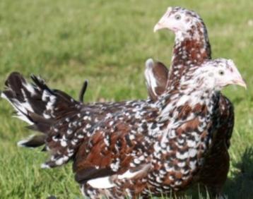 Leghorn Tricolor, Goudpatrijs, Silverhals en Dalmt beschikbaar voor biedingen