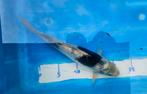 Japanse ginrin koi 30cm, Dieren en Toebehoren, Vissen | Vijvervissen