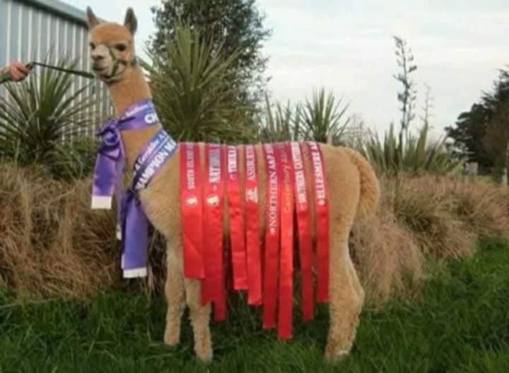 Te koop alpaca dekhengst uit Nieuw-Zeeland, Dieren en Toebehoren, Overige Dieren, Mannelijk, Juni