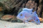 Aulonocara "Turkis", Vis, Zoetwatervis