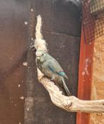 Kakariki man, Dieren en Toebehoren, Mannelijk, Parkiet, Geringd