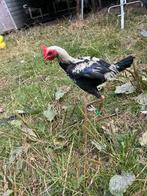 Zilverpatrijs modern engels vechtkriel haantje, Dieren en Toebehoren, Pluimvee