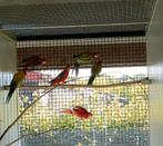 Rosella mutaties, Dieren en Toebehoren, Meerdere dieren, Parkiet, Geringd