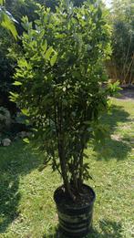 Laurus nobilis, Ophalen, Laurier