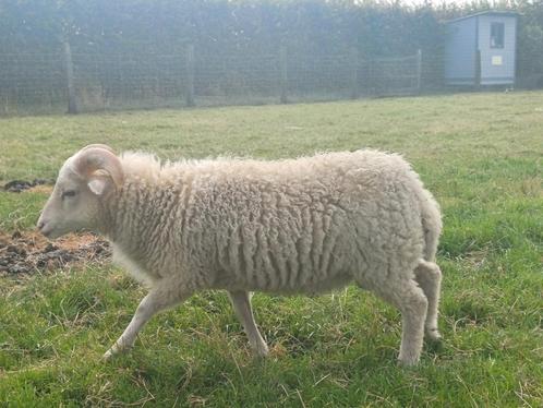 Ouessant dekram, Animaux & Accessoires, Moutons, Chèvres & Cochons, Mouton, Mâle, 0 à 2 ans