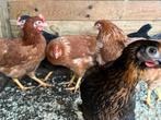 Legkippen en sierkippen iedere zondag in Rillaar, Dieren en Toebehoren, Pluimvee