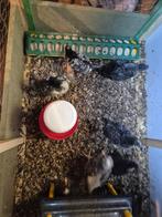 Kuikens kruising Mechelse koekoek, Dieren en Toebehoren