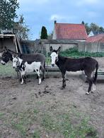 Ezels, Dieren en Toebehoren, Januari, Meerdere dieren