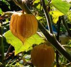 Gratis ruil van tropische planten allerlei., Ophalen