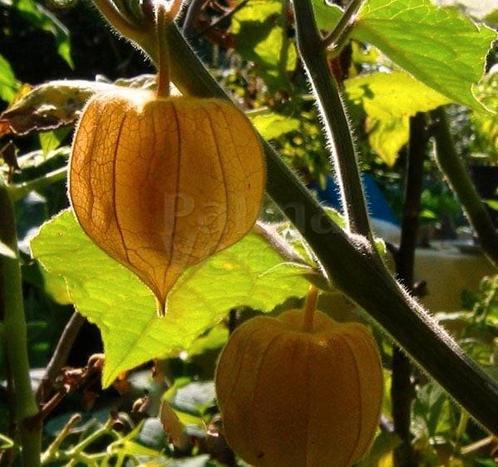 Gratis ruil van tropische planten allerlei., Tuin en Terras, Planten | Fruitbomen, Ophalen