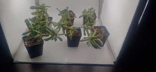 carruanthus ringens, Huis en Inrichting, Kamerplanten, Vetplant, Minder dan 100 cm, Groene kamerplant, Volle zon, Ophalen of Verzenden