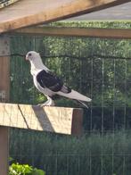 duif, Dieren en Toebehoren, Geslacht onbekend, Overige soorten