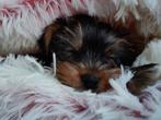 Yorkshire Terriër pups, Dieren en Toebehoren, Honden | Jack Russells en Terriërs, CDV (hondenziekte), 8 tot 15 weken, Meerdere dieren