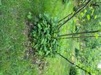 Hazelnoot bomen, Ophalen of Verzenden