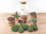 Terrarium pour plantes | 10 L | LIVRAISON GRATUITE, Neuf, -, -, URBANJNGL