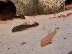 Ancistrus, Dieren en Toebehoren, Vissen | Aquariumvissen, Vis, Zoetwatervis