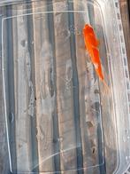 Tosai Japanse koi., Dieren en Toebehoren, Vissen | Vijvervissen