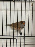 Grote bruine zebravink man, Mâle, Oiseau tropical, Bagué