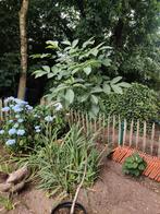 Notenboom, Tuin en Terras, Ophalen, Zomer