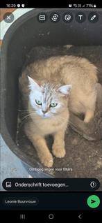 Poesje britse korthaar, Chatte ou Chat, À poils courts, 0 à 2 ans