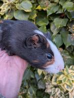 Jonge kortharige proefkonijnen, Dieren en Toebehoren, Cavia, Mannelijk, Tam, September