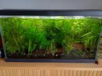 aquarium waterplanten, Dieren en Toebehoren, Ophalen of Verzenden, Plant(en), Steen of Hout