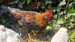 Leghorn - Haan, Dieren en Toebehoren, Pluimvee