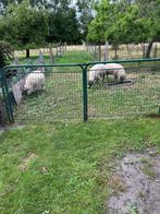 Bleu du Maine lammetjes, Dieren en Toebehoren, Schapen, Geiten en Varkens, Meerdere dieren, Schaap