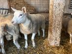Jonge ooien en bokken, Dieren en Toebehoren