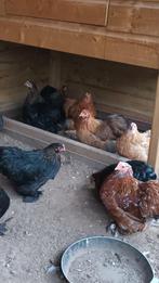 Cochin kriel hennen, Dieren en Toebehoren, Pluimvee, Vrouwelijk, Kip