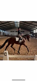 Ruin 4jaar Filou x Everdale, Dieren en Toebehoren, Paarden, Ruin