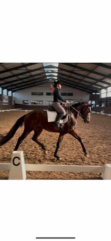 Ruin 4jaar Filou x Everdale, Dieren en Toebehoren, Paarden, Ruin