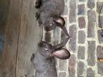 Lapin, Dieren en Toebehoren, Konijnen