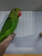 Koppel Tarantas, Dieren en Toebehoren, Vogels | Parkieten en Papegaaien