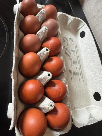 Broedeieren Marans zwart koperhals beschikbaar voor biedingen
