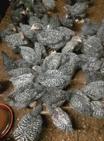 Hanen Mechelse koekoek