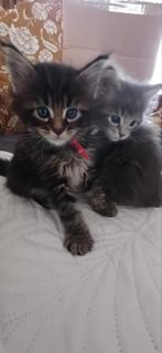 Maine coon kittens, Dieren en Toebehoren, Meerdere dieren, Gechipt, 0 tot 2 jaar