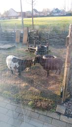 2 vrouwelijke geiten, Animaux & Accessoires, Femelle, Chèvre, 6 ans ou plus