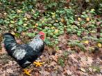 barneveld Haan, Dieren en Toebehoren, Pluimvee