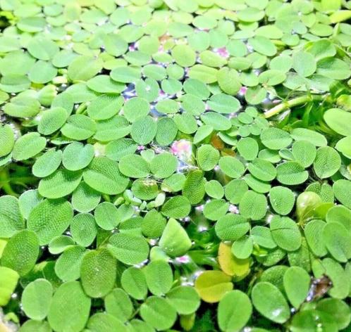 Drijfplanten aquarium (Salvinia Minima), Dieren en Toebehoren, Vissen | Aquaria en Toebehoren, Nieuw, Plant(en), Steen of Hout