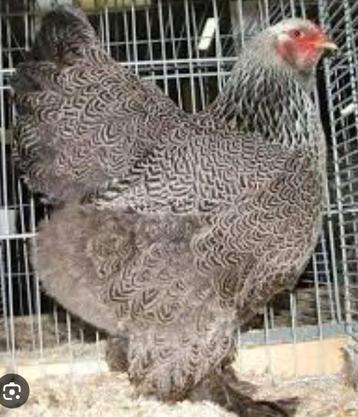 Gezocht brahma meerzomig zilverpatrijs hennen, Femelle, Poule ou poulet