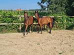 verschillende E pony's, Dieren en Toebehoren, Paarden, Recreatiepaard, Minder dan 160 cm, Met stamboom, Ruin