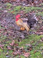 Sabelpootkriel haantje, Dieren en Toebehoren